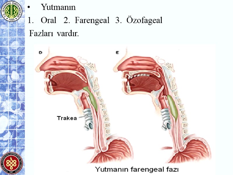 Yutmanın  Oral   2.  Farengeal  3.  Özofageal  Fazları